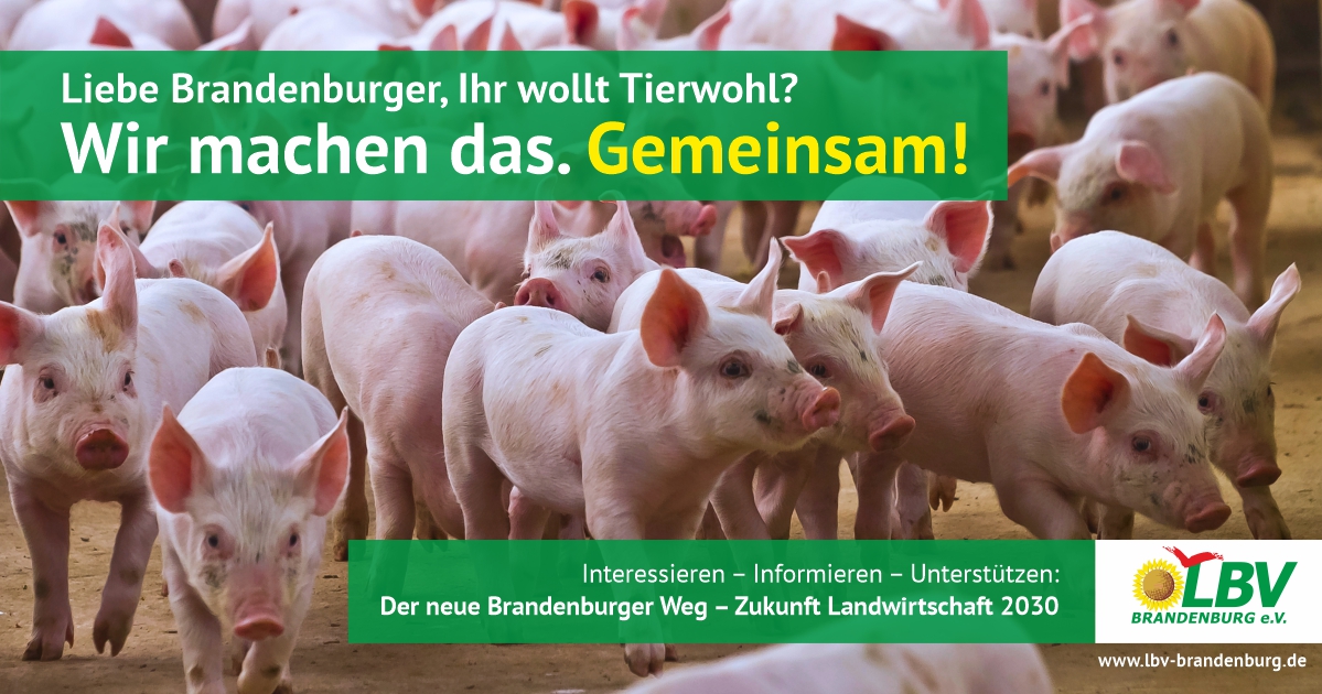 LBV Brandenburger Weg_Schweine