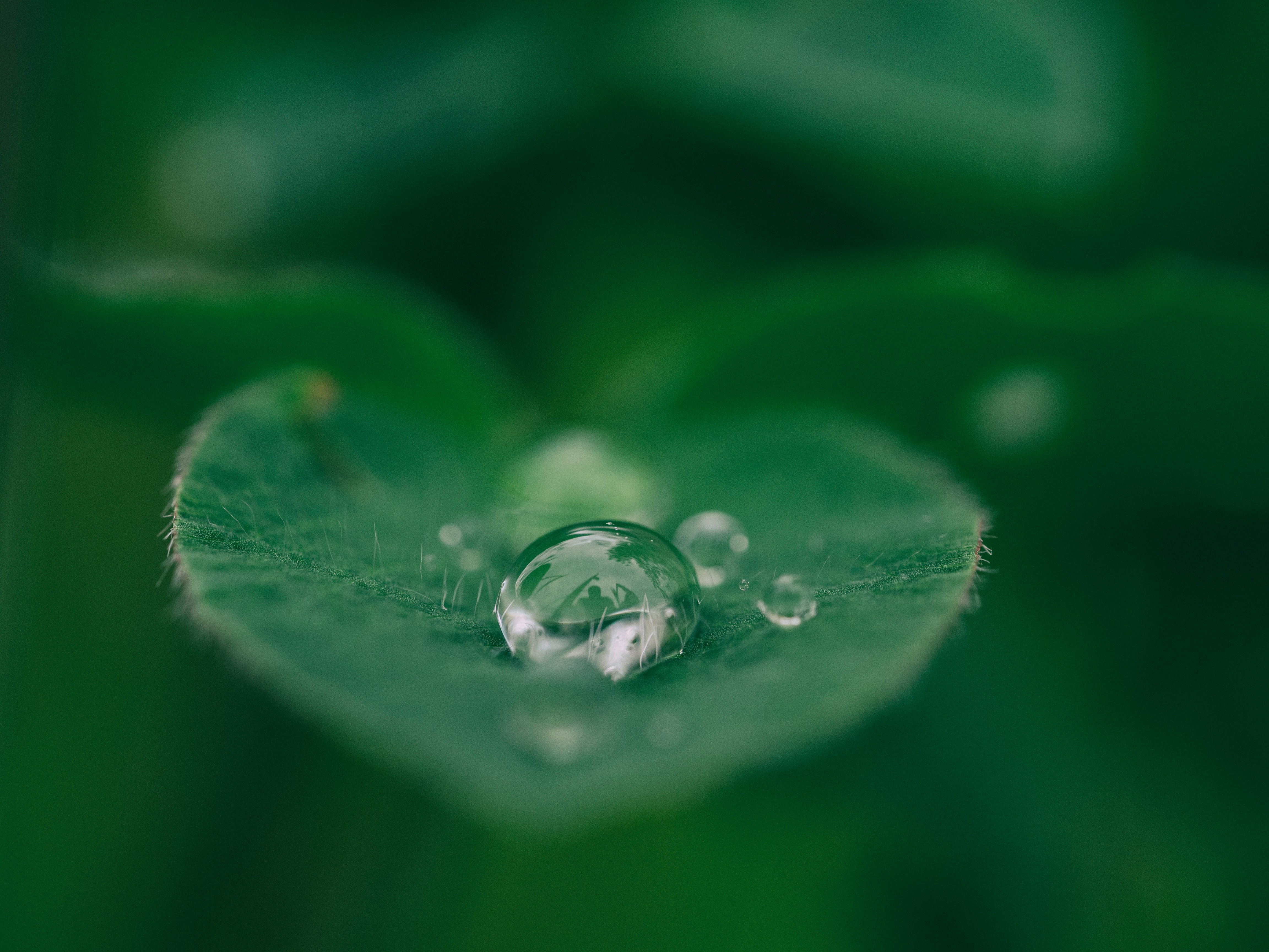 Wassertropfen auf Blatt