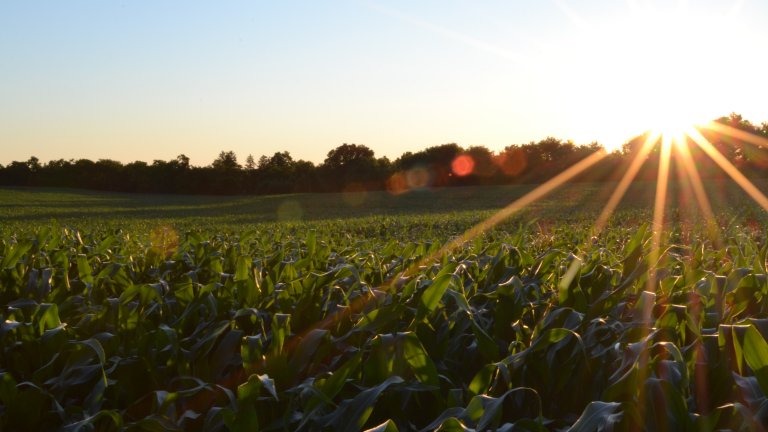 Maisfeld im Sonnenschein