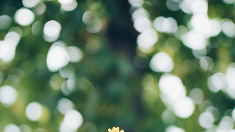 Hand Blume Himmel