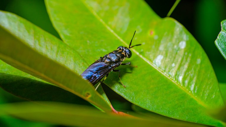 Black Soldier Fly