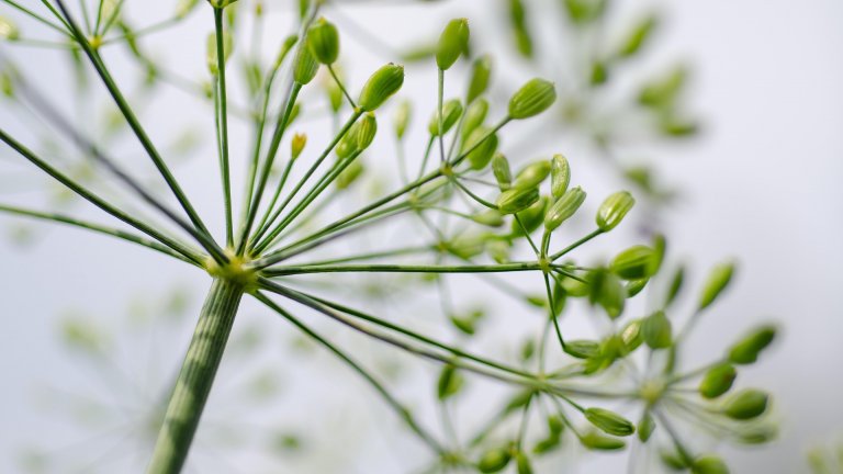 Dill