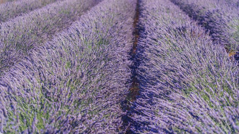 Lavendel