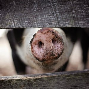 Landwirtschaftliches Bauen