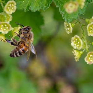 Bienen