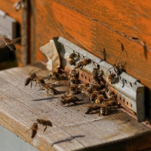 Bienen am Bienenstock