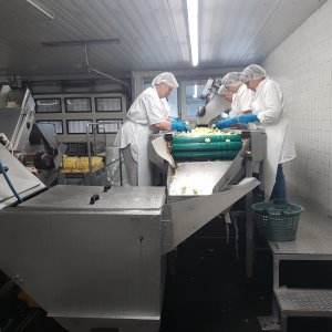 Frauen beim Kartoffelschälen