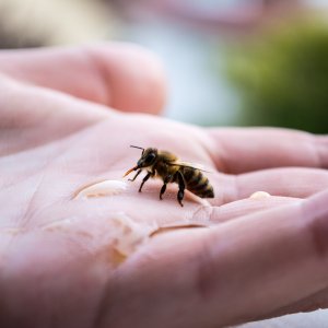 Biene auf einer Hand