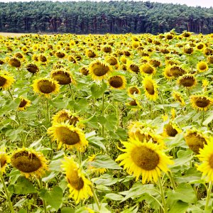 Sonnenblumenfeld