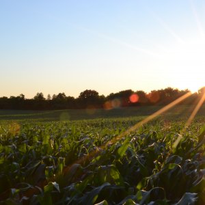 Maisfeld im Sonnenschein