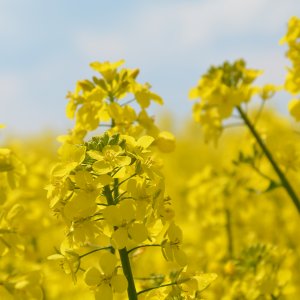 Rapsblüte