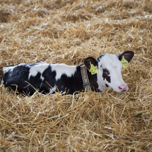 Kalb im Stroh