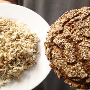 Roggen- und Weizensprossen als Hauptzutaten des Ur-Essener-Brots