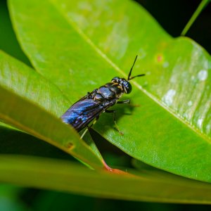 Black Soldier Fly