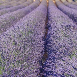 Lavendel
